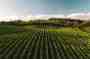 Rows of green farmland on rolling hills at sunset.