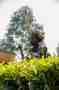 A woman picking tea leaves in a Rwandan tea plantation, carrying her child on her back.